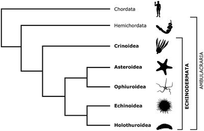 Echinoderm radial glia in adult cell renewal, indeterminate growth, and regeneration